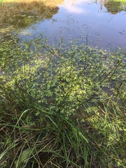 Ranunculus amphitrichus