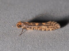 Amydria effrenatella