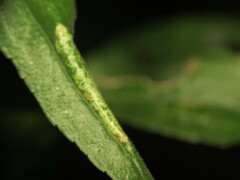 Cremastobombycia solidaginis