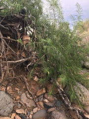 Chilopsis linearis arcuata