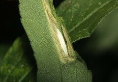 Cremastobombycia solidaginis