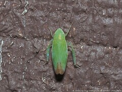 Memnonia flavida