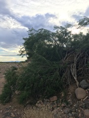 Chilopsis linearis arcuata