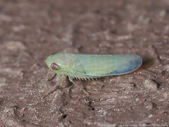 Chlorotettix