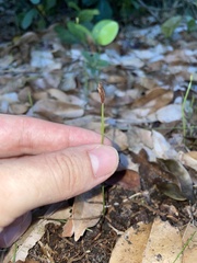 Actinostachys pennula