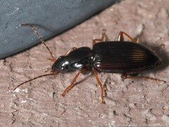 Agonum punctiforme