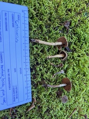 Cortinarius flexipes