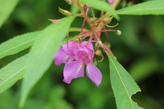 Impatiens balsamina