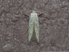 Hypatopa punctiferella