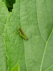 Pseudoxya diminuta