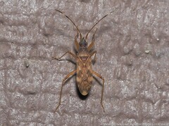 Ozophora picturata