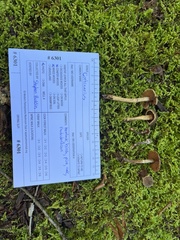 Cortinarius flexipes