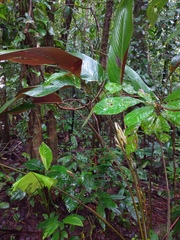 Pleiostachya pruinosa