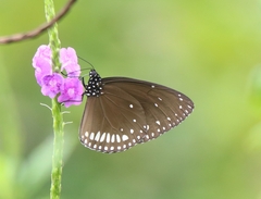 Euploea klugii