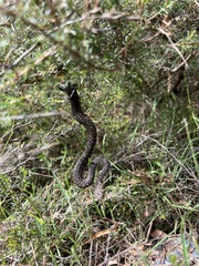 Morelia spilota