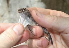 Anolis homolechis