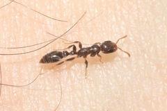 Pseudomyrmex