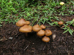 Psilocybe caerulescens