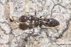 Pseudomyrmex