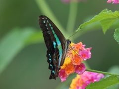 Graphium teredon