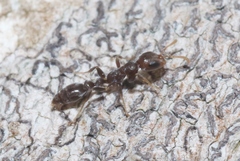 Pseudomyrmex