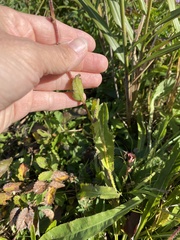 Hypochaeris ciliata