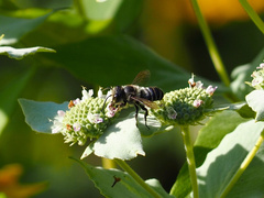 Litomegachile