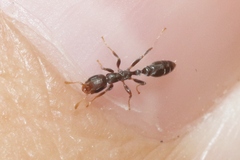 Pseudomyrmex