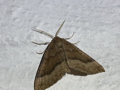 Larentia clavaria
