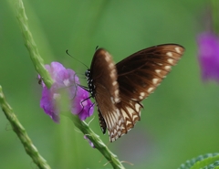 Papilio clytia