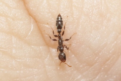 Pseudomyrmex