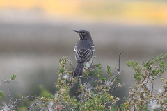 Oreoscoptes montanus