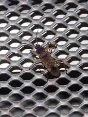 Elasmolomus squalidus