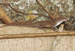 Anolis homolechis
