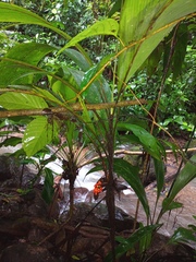 Arecoideae