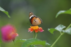 Hypolimnas misippus