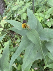 Helianthus divaricatus