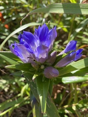 Gentiana scabra