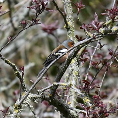 Fringilla coelebs gengleri