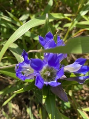 Gentiana scabra