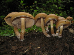 Psilocybe caerulescens