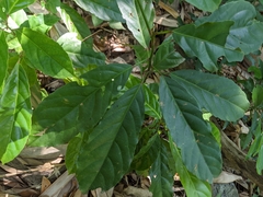 Elaeocarpus serratus