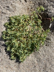 Euphorbia polygonifolia