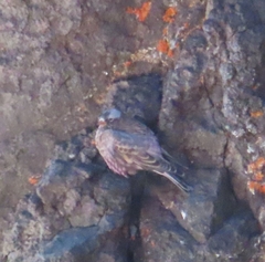 Leucosticte tephrocotis