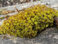 Syntrichia ruralis