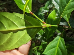 Elaeocarpus serratus