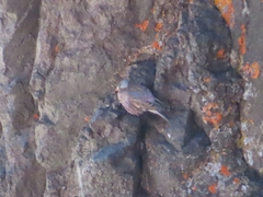 Leucosticte tephrocotis