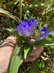 Gentiana scabra
