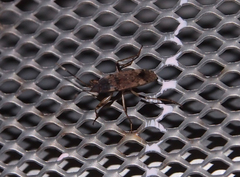 Elasmolomus squalidus