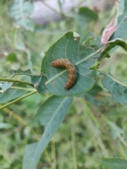 Saucrobotys futilalis
